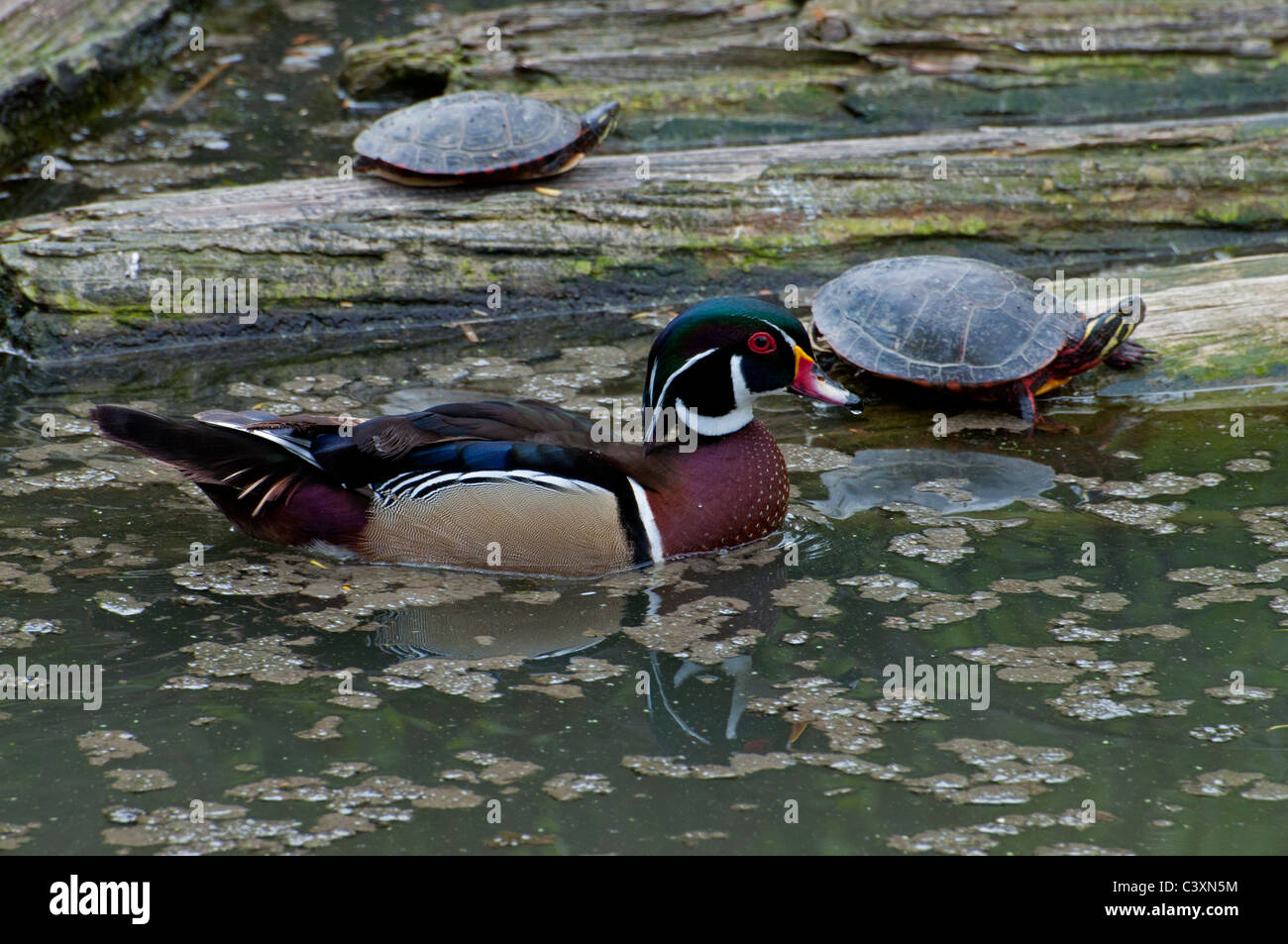 The Ducks and Turtles are Back!