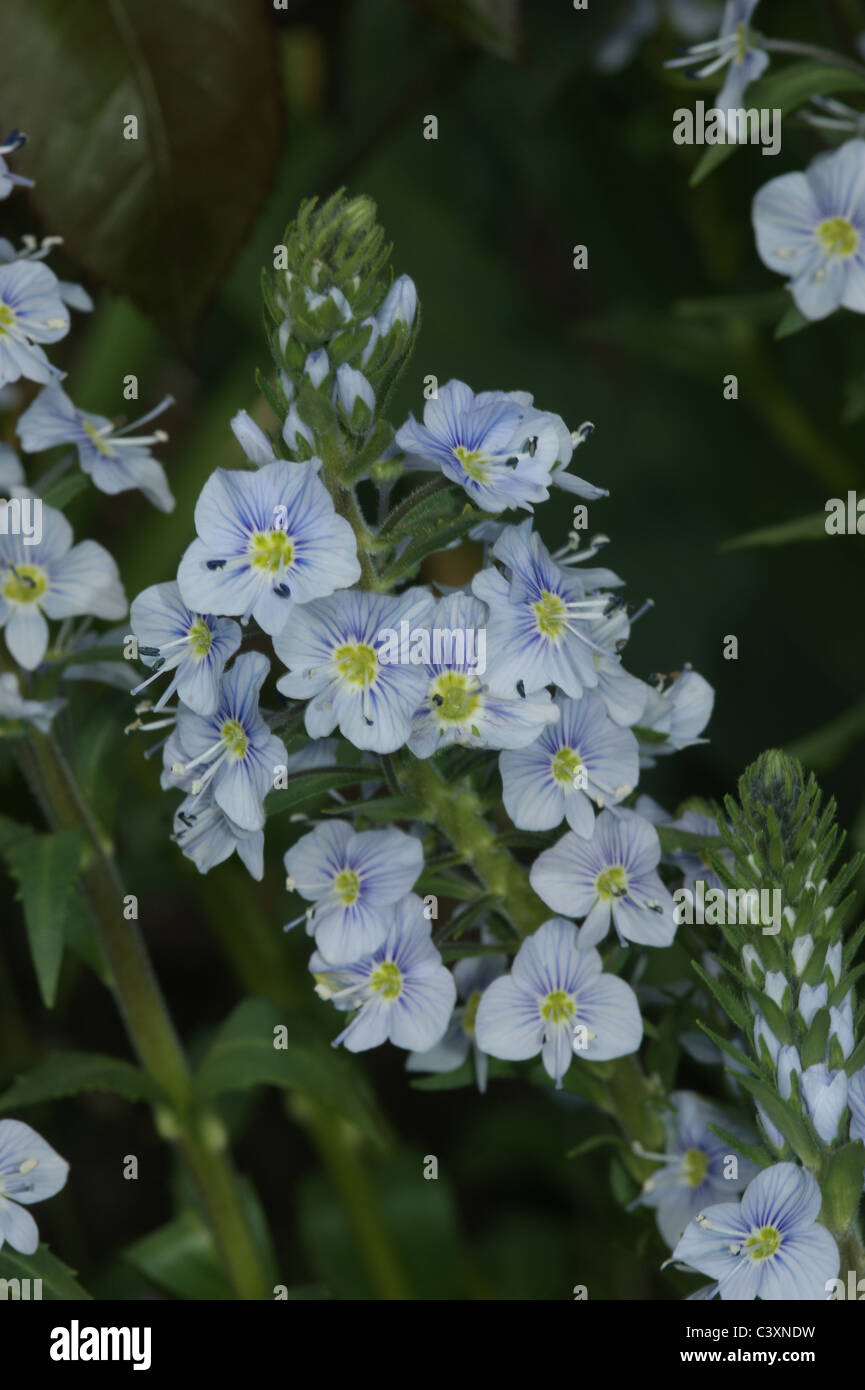 Veronica gentianoides Stock Photo