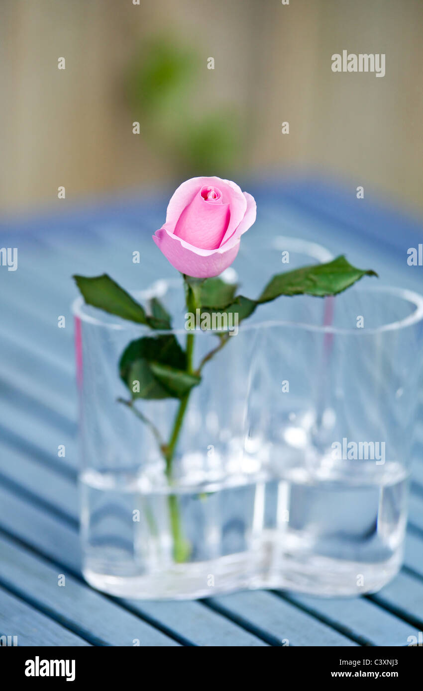 A Fresh Young Pink Rose In A Glass Vase Very Shallow Depth Of