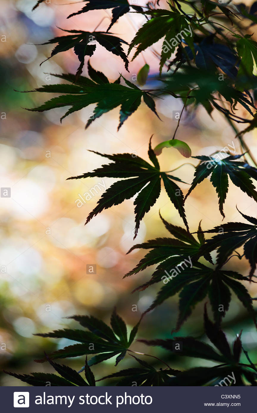 Japanese Maple Acer Palmatum Stock Photos & Japanese Maple Acer