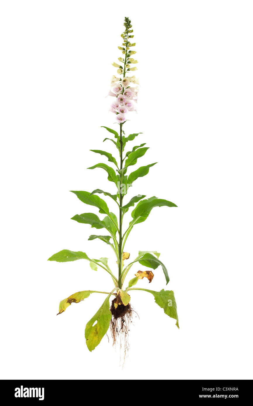 whole digitalis foxglove plant isolated on white background Stock Photo