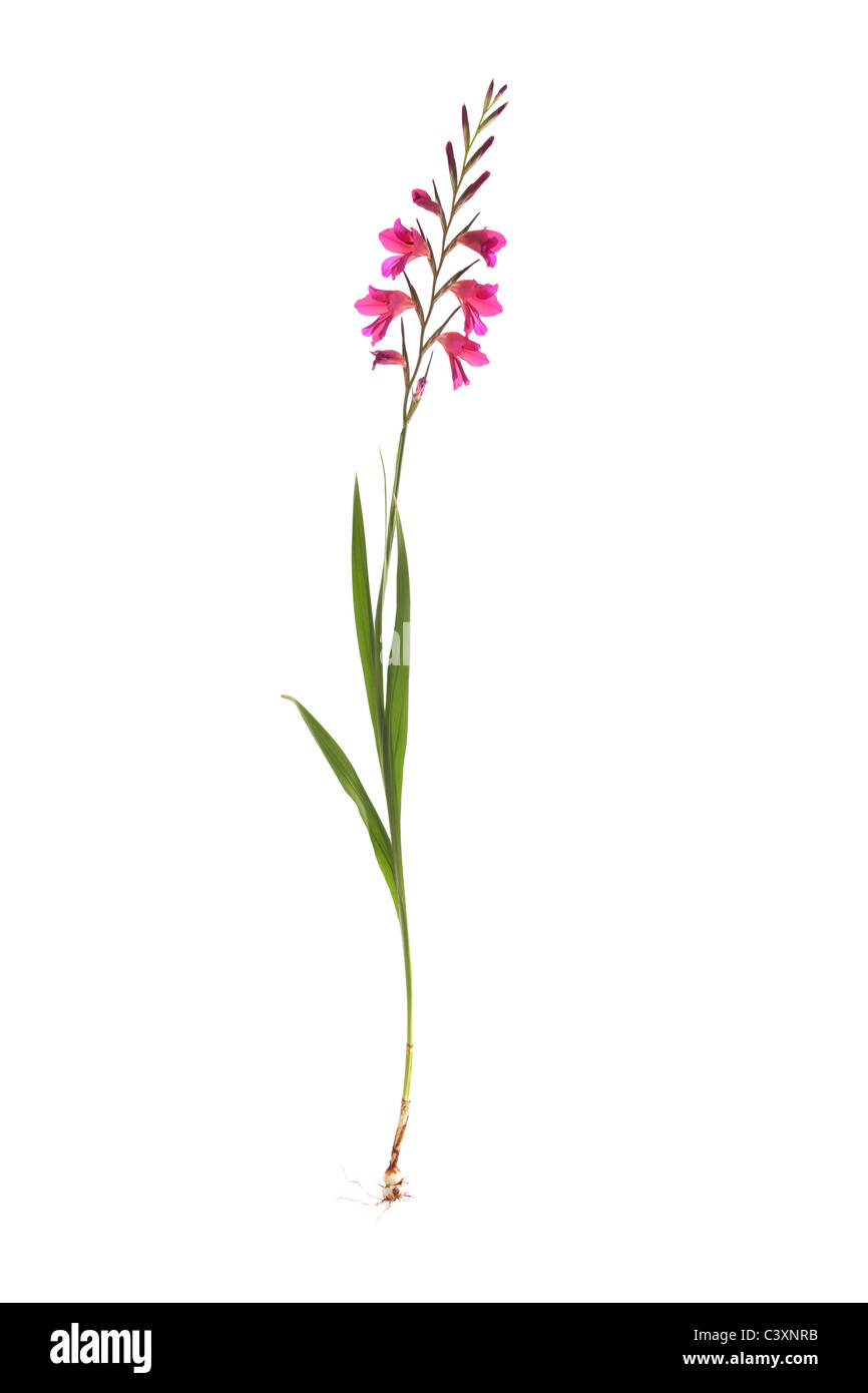 gladiolus byzantinus plant isolated on white background Stock Photo