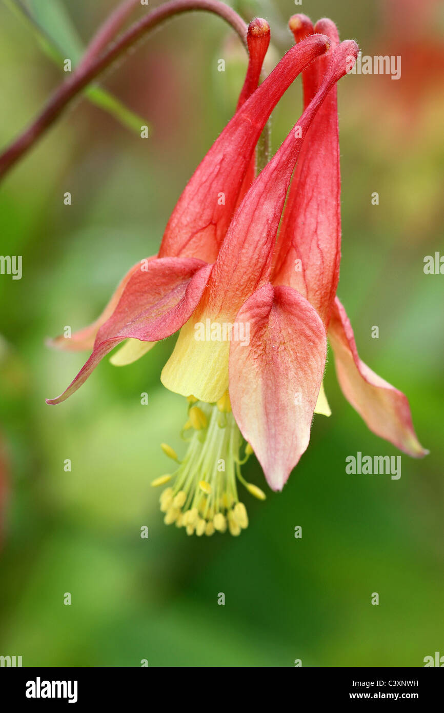 wild columbine in bloom Stock Photo Alamy