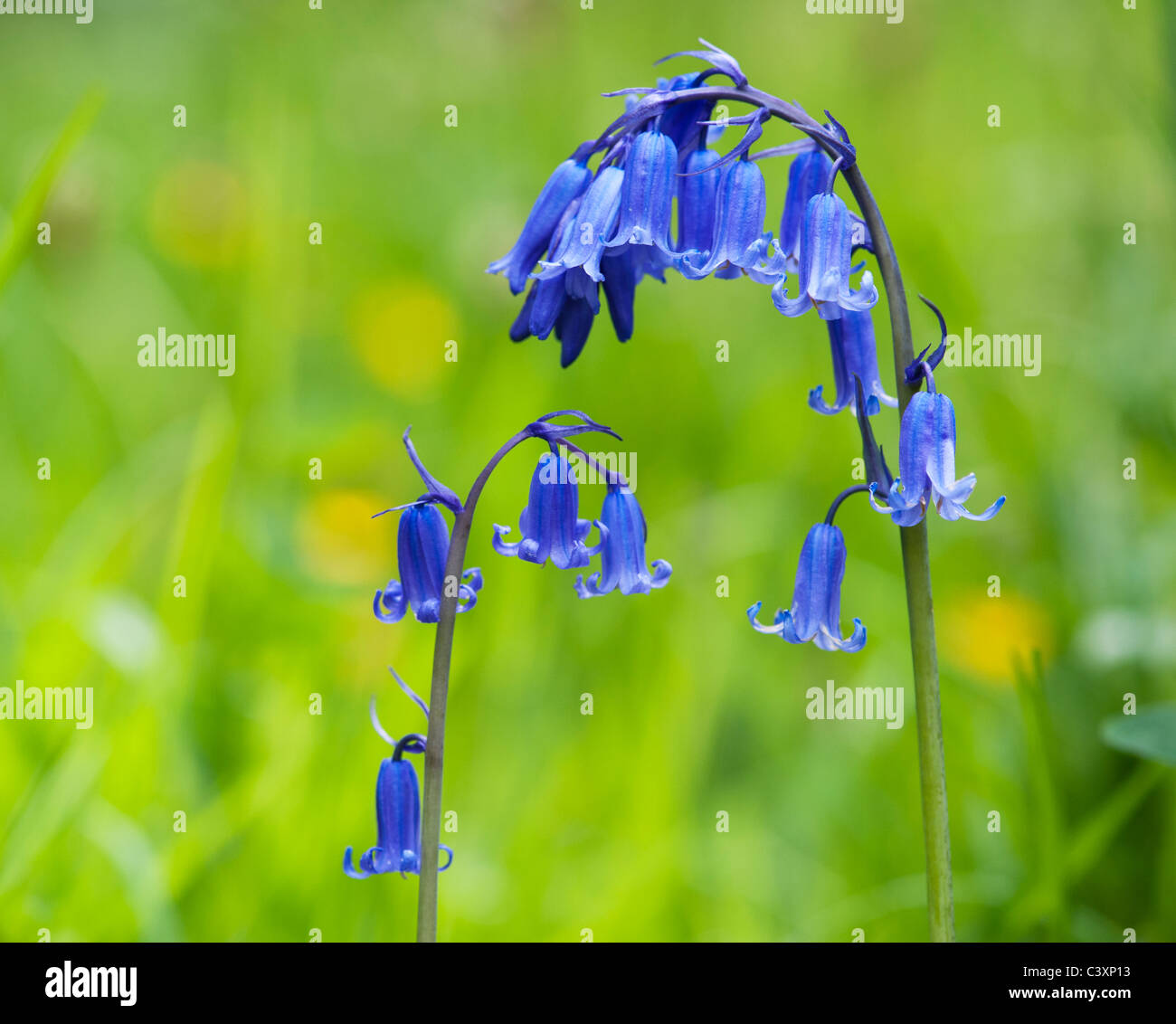 In The Green English Bluebells Bulbs 120 “ Hyacinthoides Non Scripta”