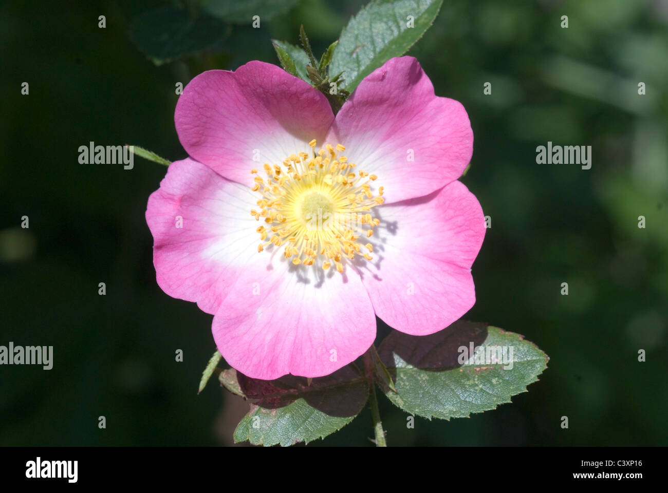 Field Rose, Rosa arvensis, Selborne, Hampshire, UK Stock Photo - Alamy