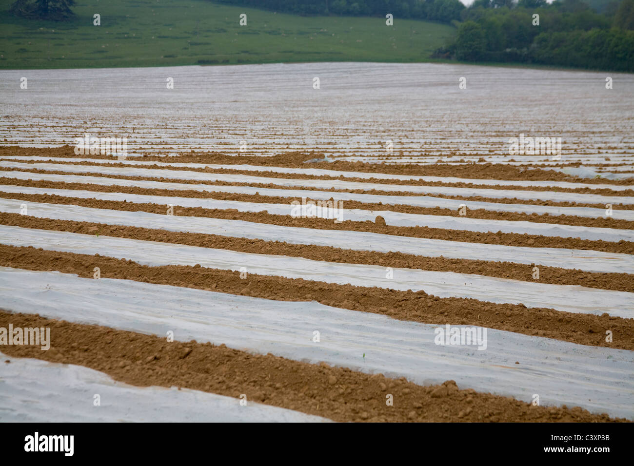 Herefordshire England UK Rows of plastic sheets covering and protecting tender sweet corn plants important local product on lovely April spring day Stock Photo