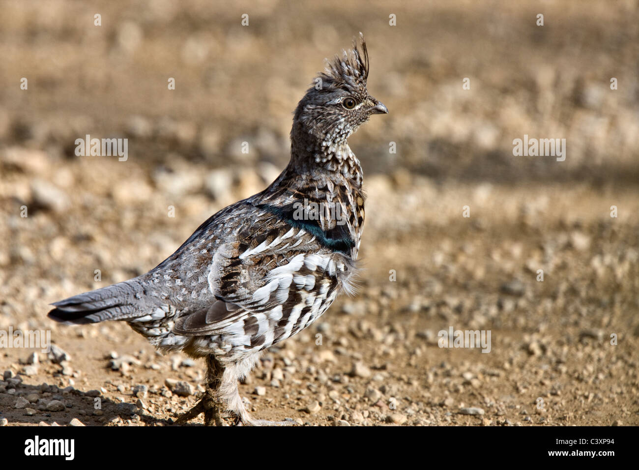 Spruce Grouse in Manitoba Canada beautiful colors in spring Stock Photo