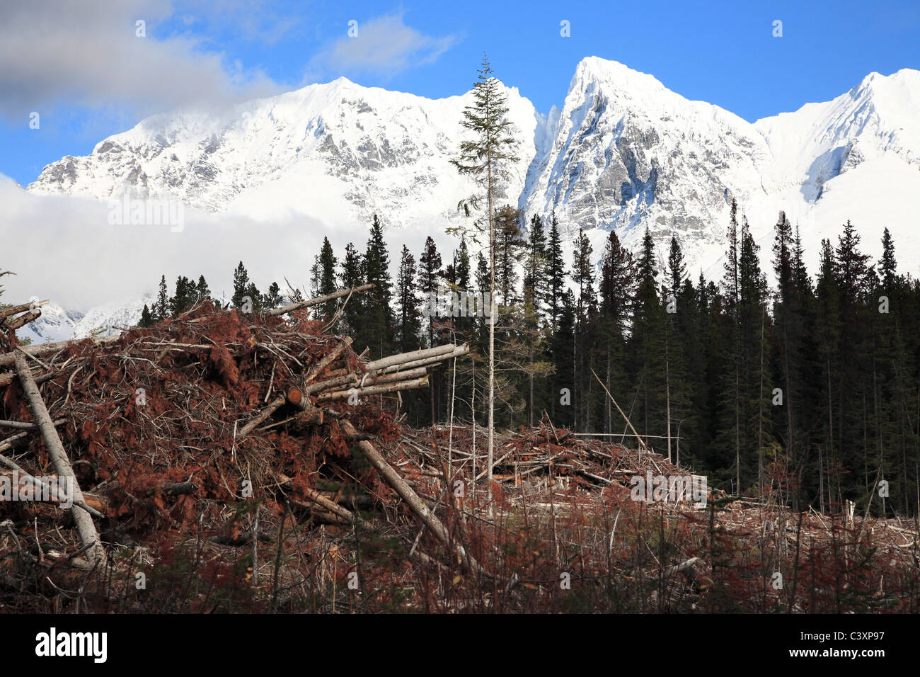 Logging slash in mountain pine beetle infested cutblocks, Bulkley Valley, British Columbia Stock Photo