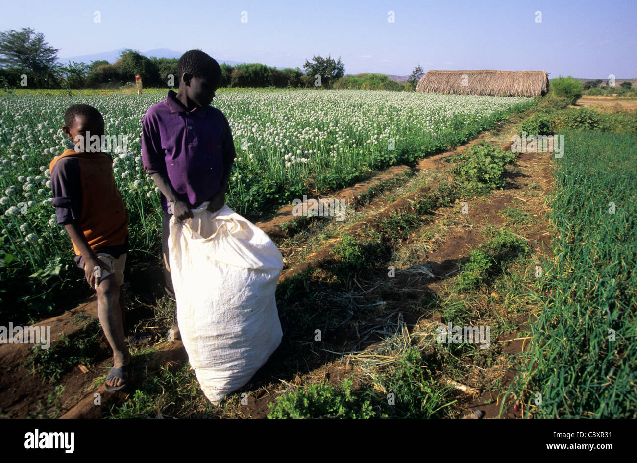 Flower farm tanzania hires stock photography and images Alamy
