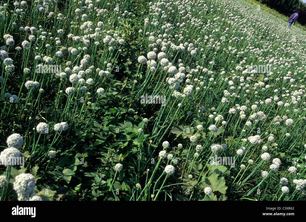 Onion farming in the Eyasi area, Tanzania Stock Photo Alamy