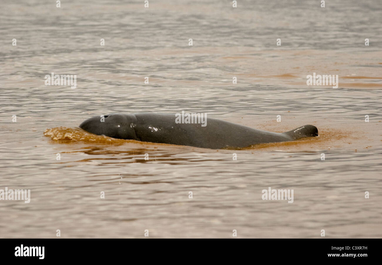 A freshwater Irrawaddy dolphin swims in the Mekong River. Stock Photo