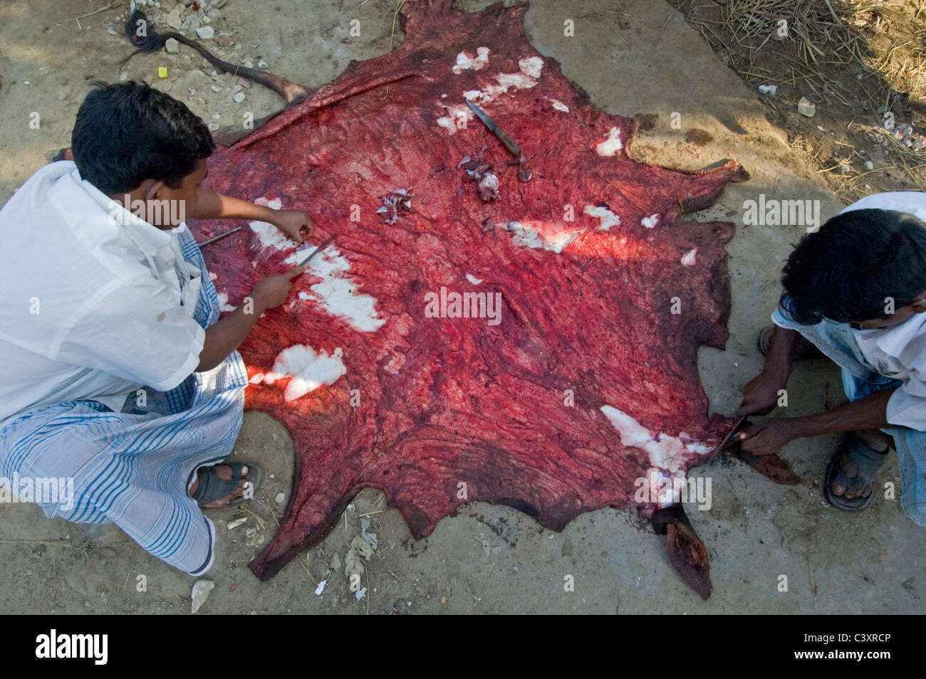 Men work on an animal skin before the Eid - ul - Azha holiday (The Eid of sacrifice). Stock Photo
