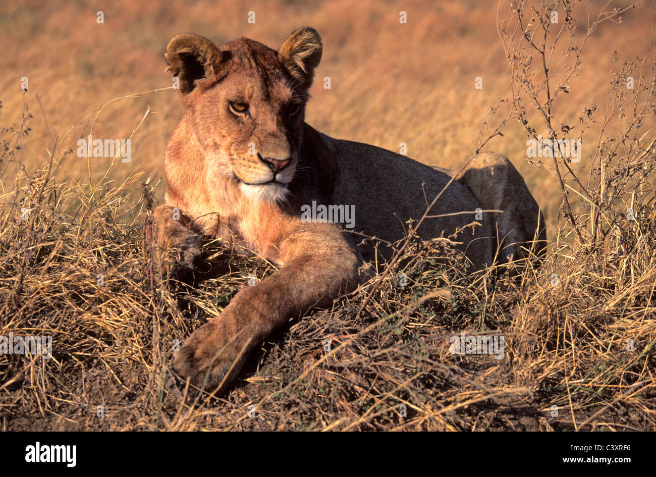 Close up of lioness (Panthera Leo), Serengeti, Tanzania Stock Photo