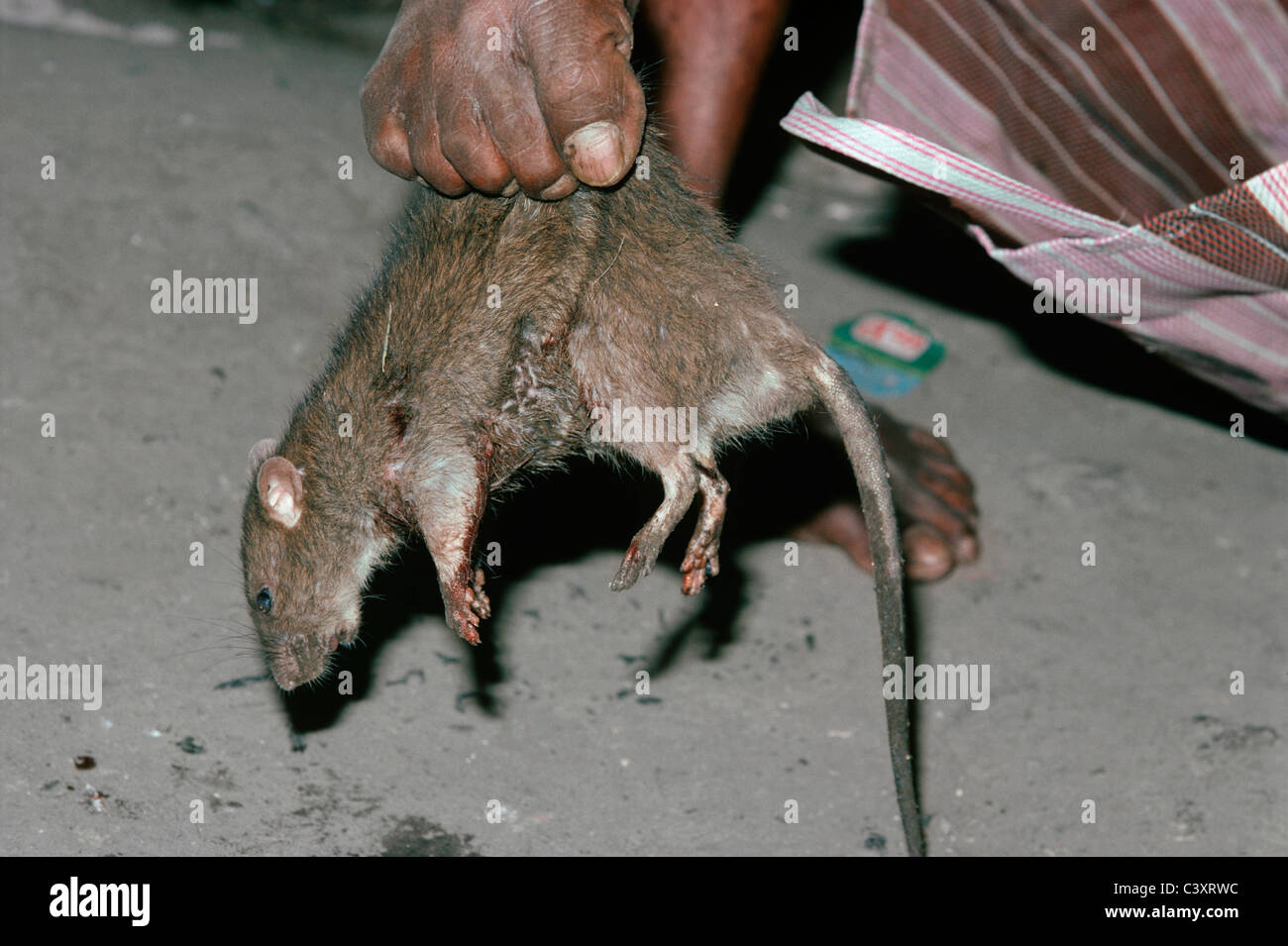 Rodent killer hi-res stock photography and images - Alamy