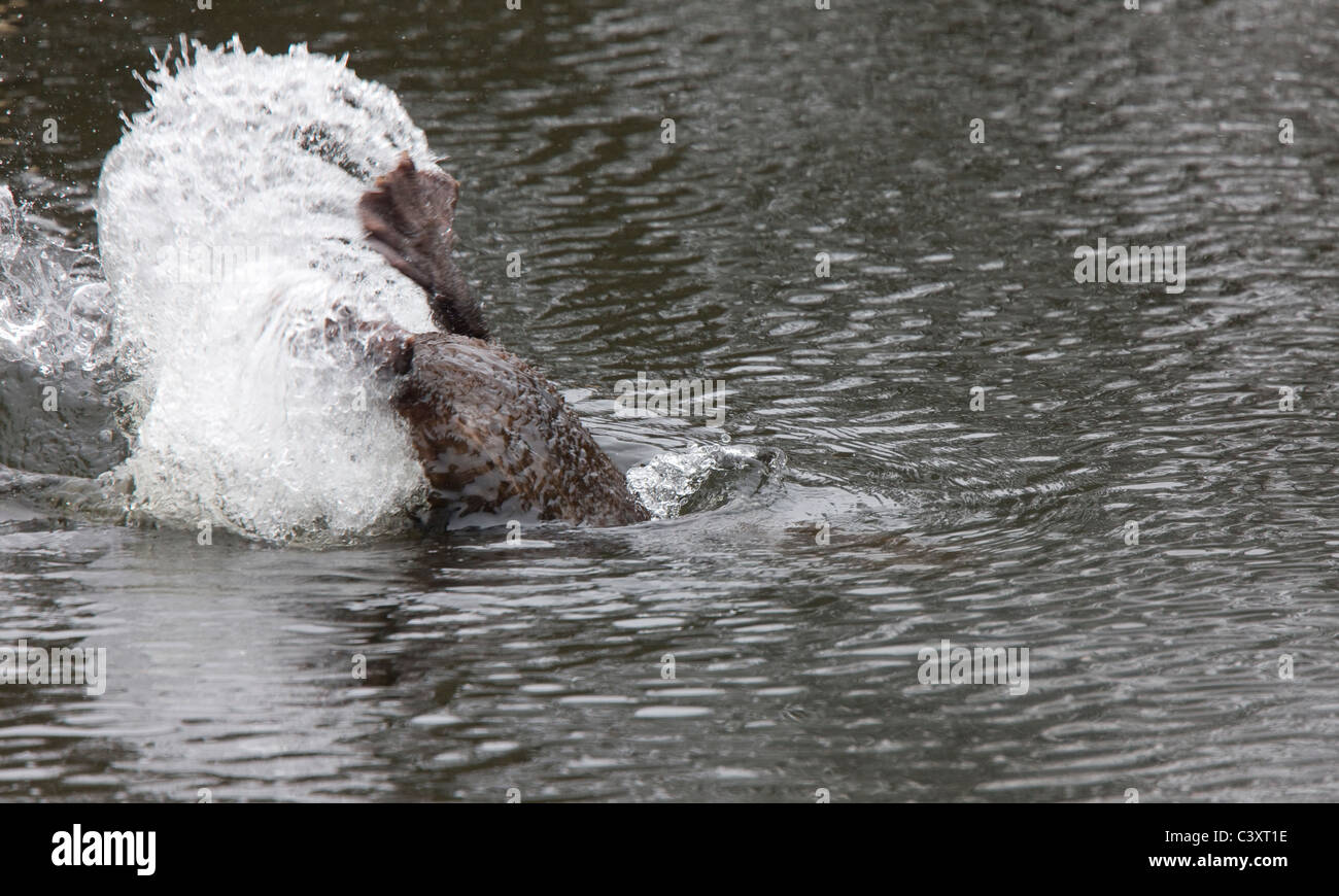 Beaver tail canada hires stock photography and images Alamy