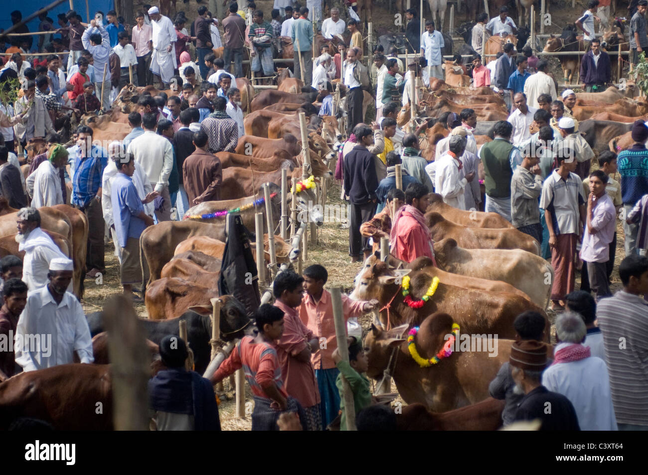 Cows for sale a market before the Eid - ul - Azha holiday (The Eid of sacrifice). Stock Photo