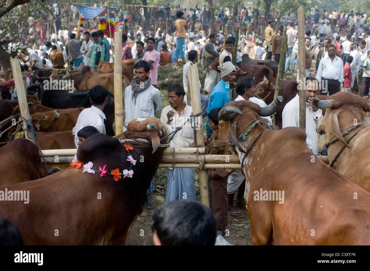 Cows for sale a market before the Eid - ul - Azha holiday (The Eid of sacrifice). Stock Photo