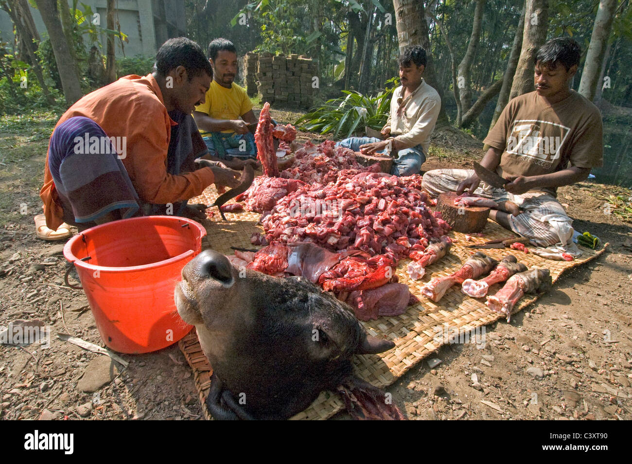 Men prepare a cow for dinner during the Eid - ul - Azha holiday (The Eid of sacrifice). Stock Photo