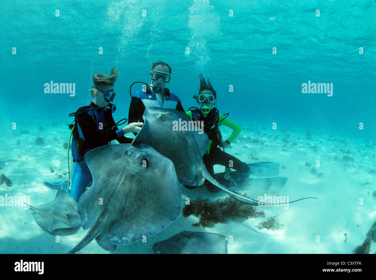 Diving with Stingrays. Grand Cayman, Bahamas, Caribbean Sea Stock Photo