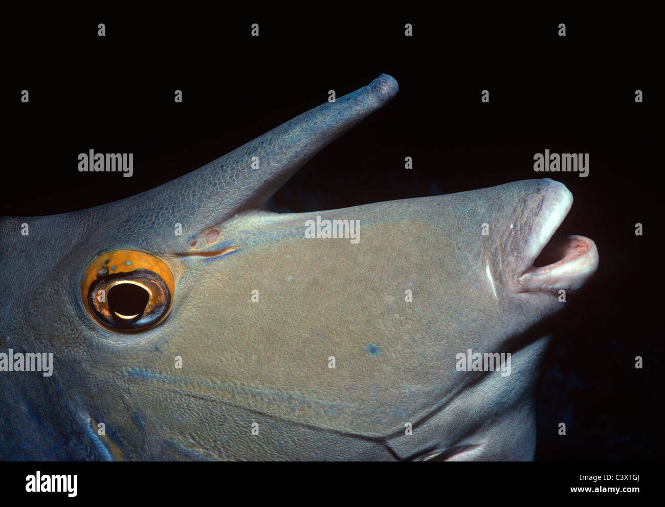 Face of a Bluespine Unicornfish (Naso unicornis), Australia - Great Barrier Reef. Stock Photo