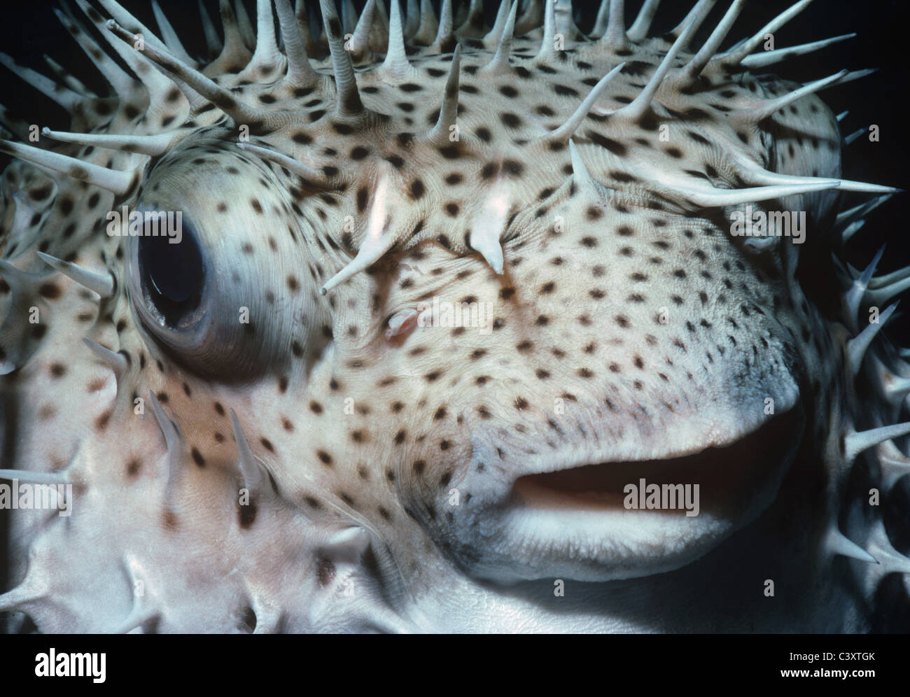 Inflated Bridled Pufferfish (Chilomycterus antennatus), Bahamas - Caribbean Sea. Stock Photo