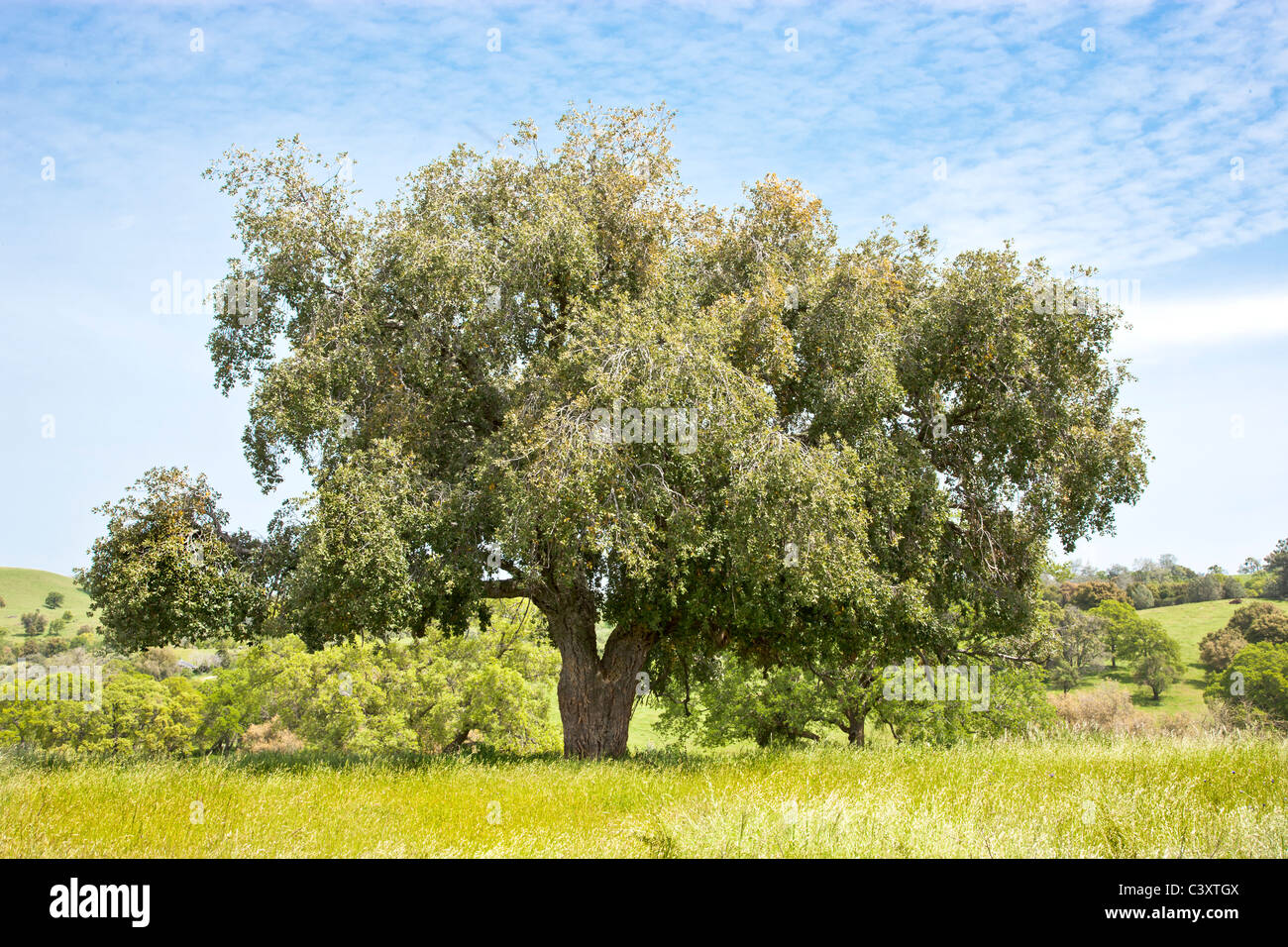 Cork Oak tree, springtime Stock Photo