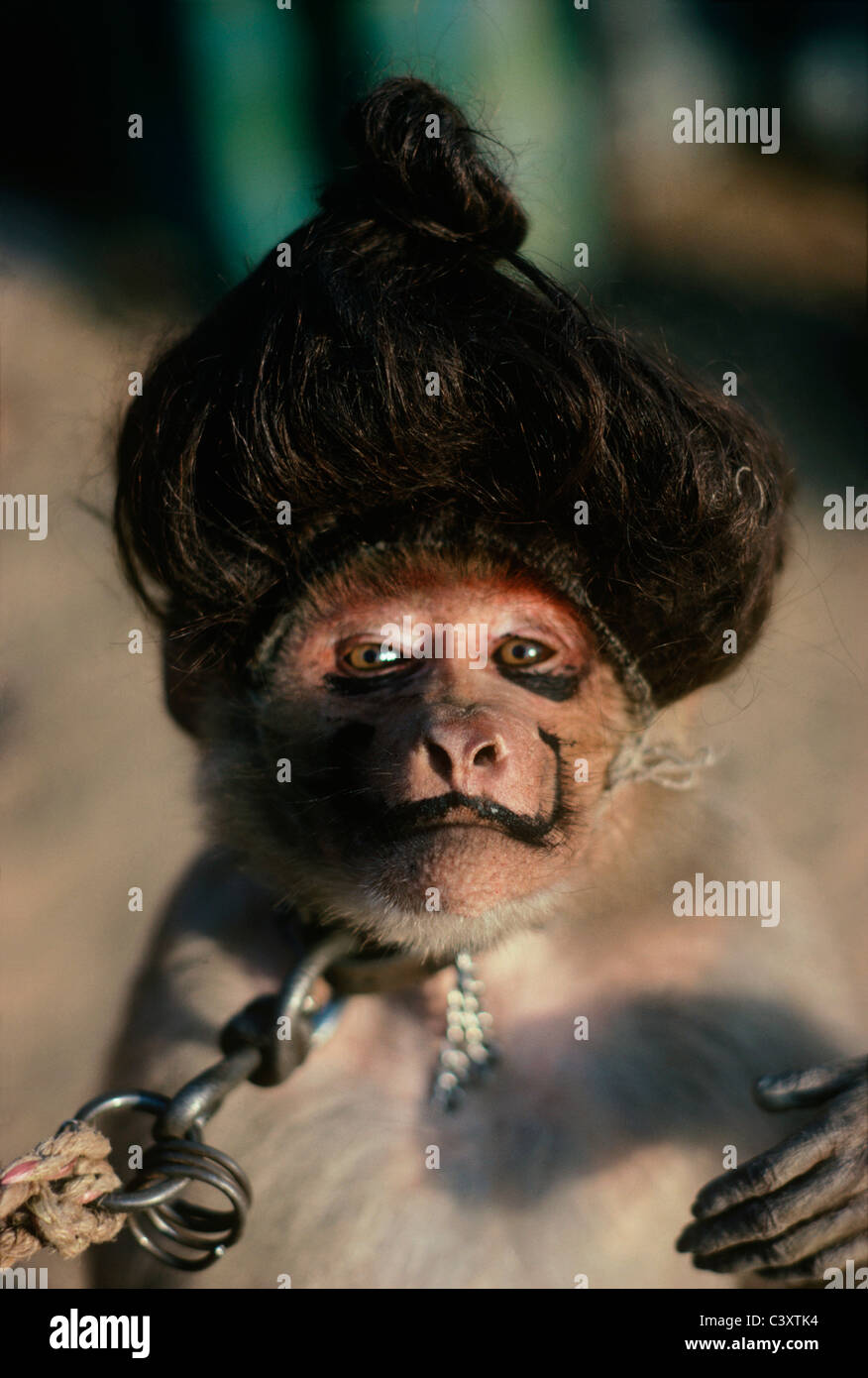 Performing Monkey Wears Makeup and Wig. New Delhi, India Stock Photo - Alamy
