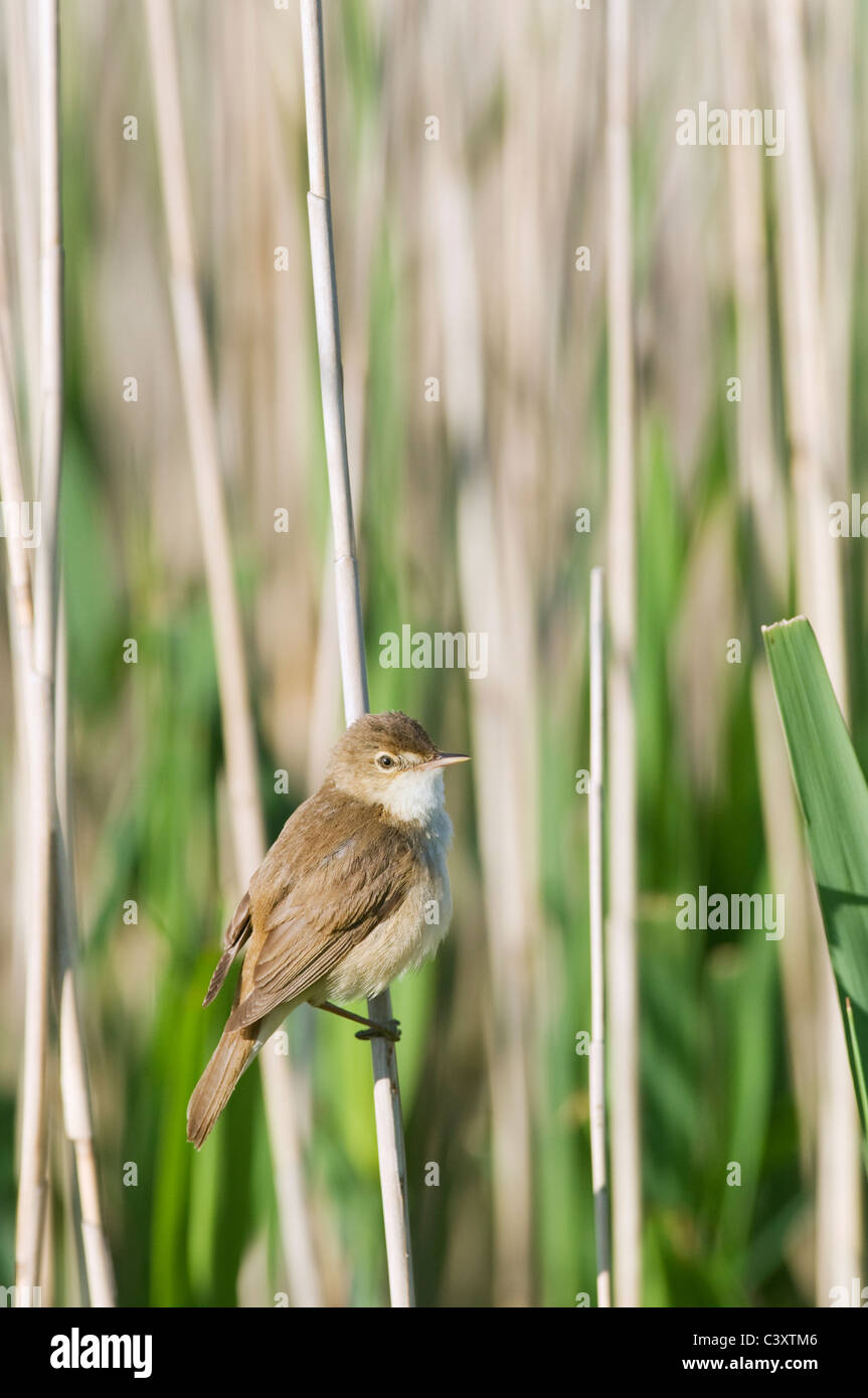 Eurasian Reed-warbler (Acrocephalus scirpaceus) adult, perched on reed stem in reedbed, Kent, England. Stock Photo
