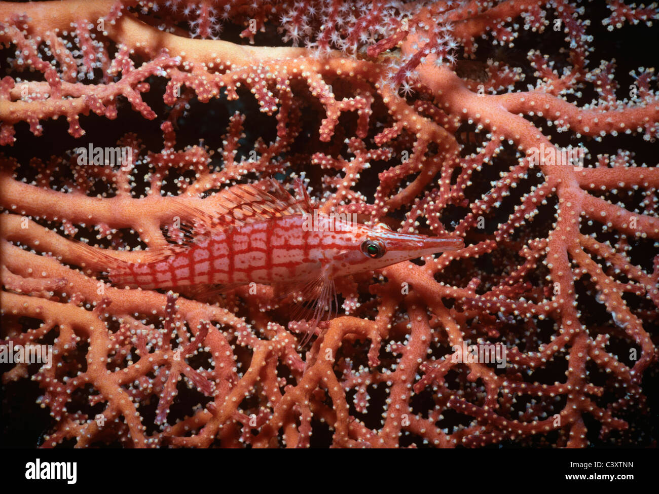 A Longnose Hawkfish (Oxycirrhitus typus) rests on Gorgonian Coral. Borneo - South China Sea Stock Photo