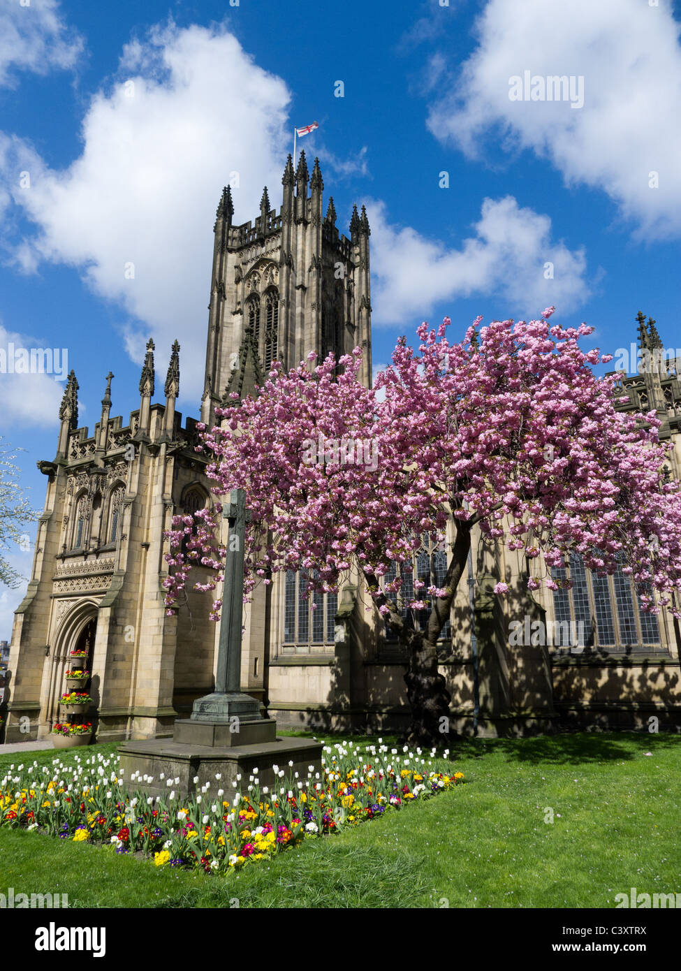 Manchester Cathedral and blossom tree in spring Stock Photo
