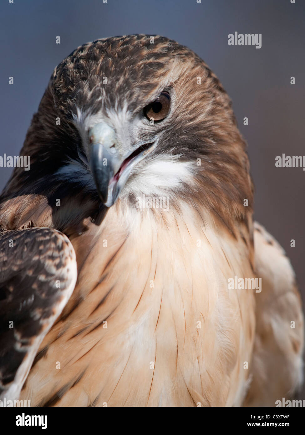 A Red Tail Hawk (Buteo jamaicensis) close up of head Stock ...