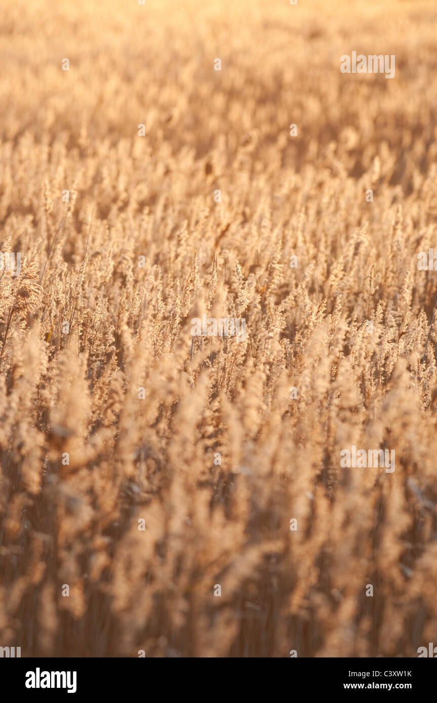 Common Reed (Phragmites australis) reedbed, at sunset, Kent, England ...
