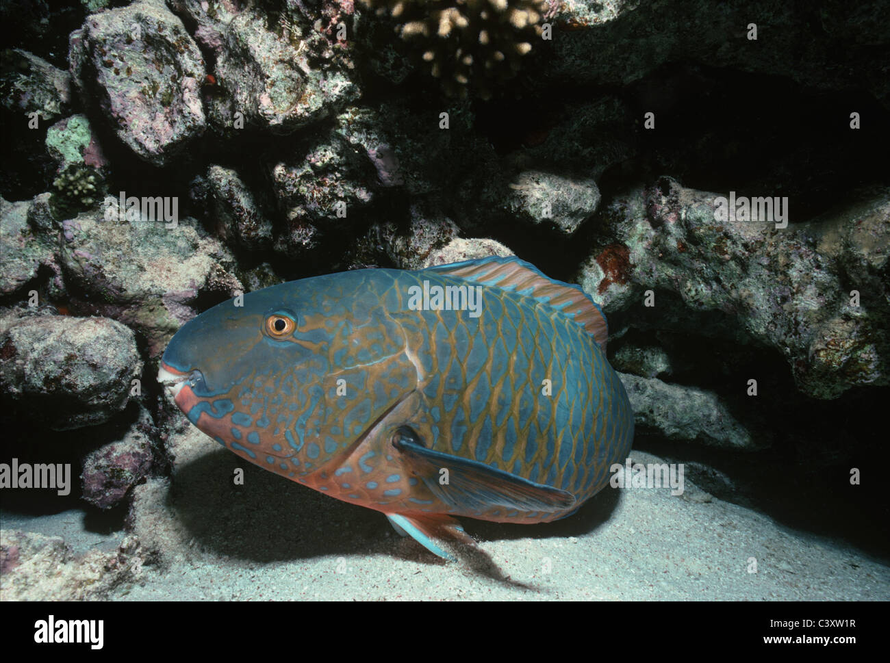 Bluebarred Parrotfish (Scarus ghobban) sleeping at night in a protective mucus membrane. Egypt, Red Sea. Stock Photo