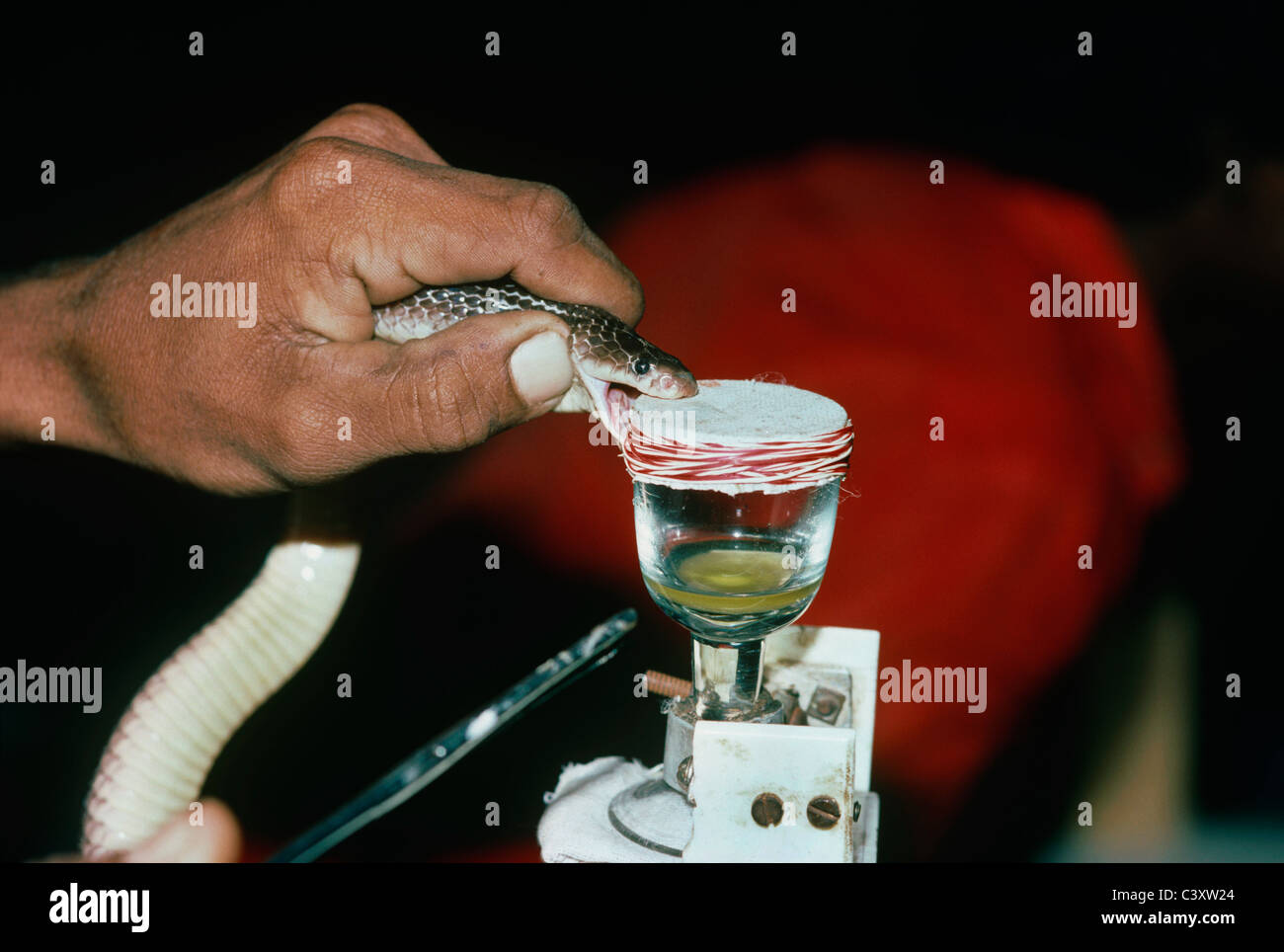 Milking tiny but deadly Saw Scaled Viper for antivenom. Taramani- India Stock Photo
