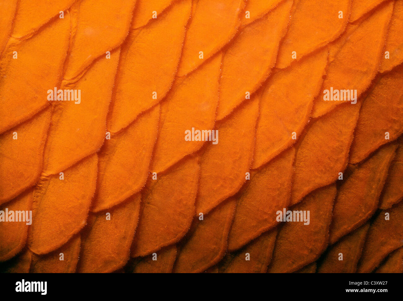 Scales of a Garibaldi (Hypsypops rubicundus), the State Fish of California. Southern California, USA. Pacific Ocean. Stock Photo