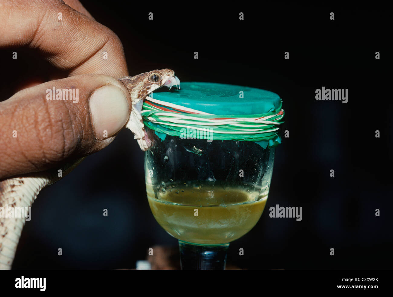 Milking tiny but deadly Saw Scaled Viper for antivenom. Taramani- India Stock Photo