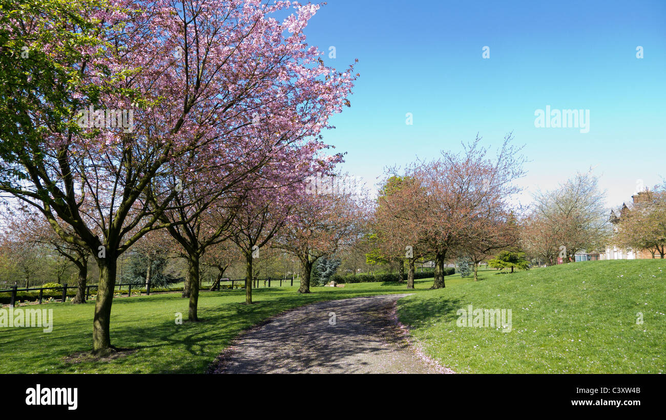 Park, Oldham in spring Stock Photo Alamy