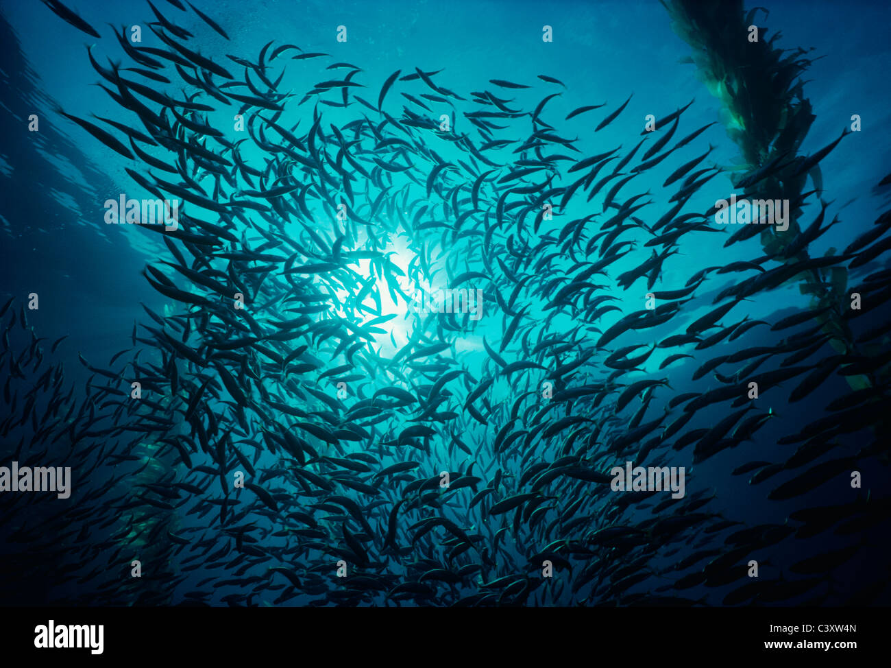 Pacific Mackerel (Scomber japonicus) schooling in giant Kelp Forest (Macrocystis pyrifera). Channel Islands, Southern California Stock Photo