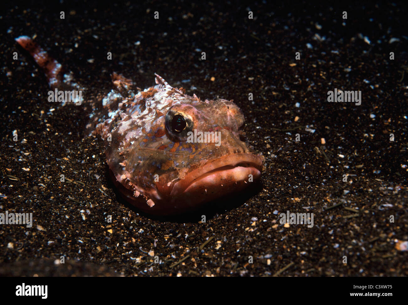 Small-scaled Scorpionfish (scorpaena porcus) camouflaged at night. Tagus Cove, Galapagos Islands, Pacific Ocean. Stock Photo