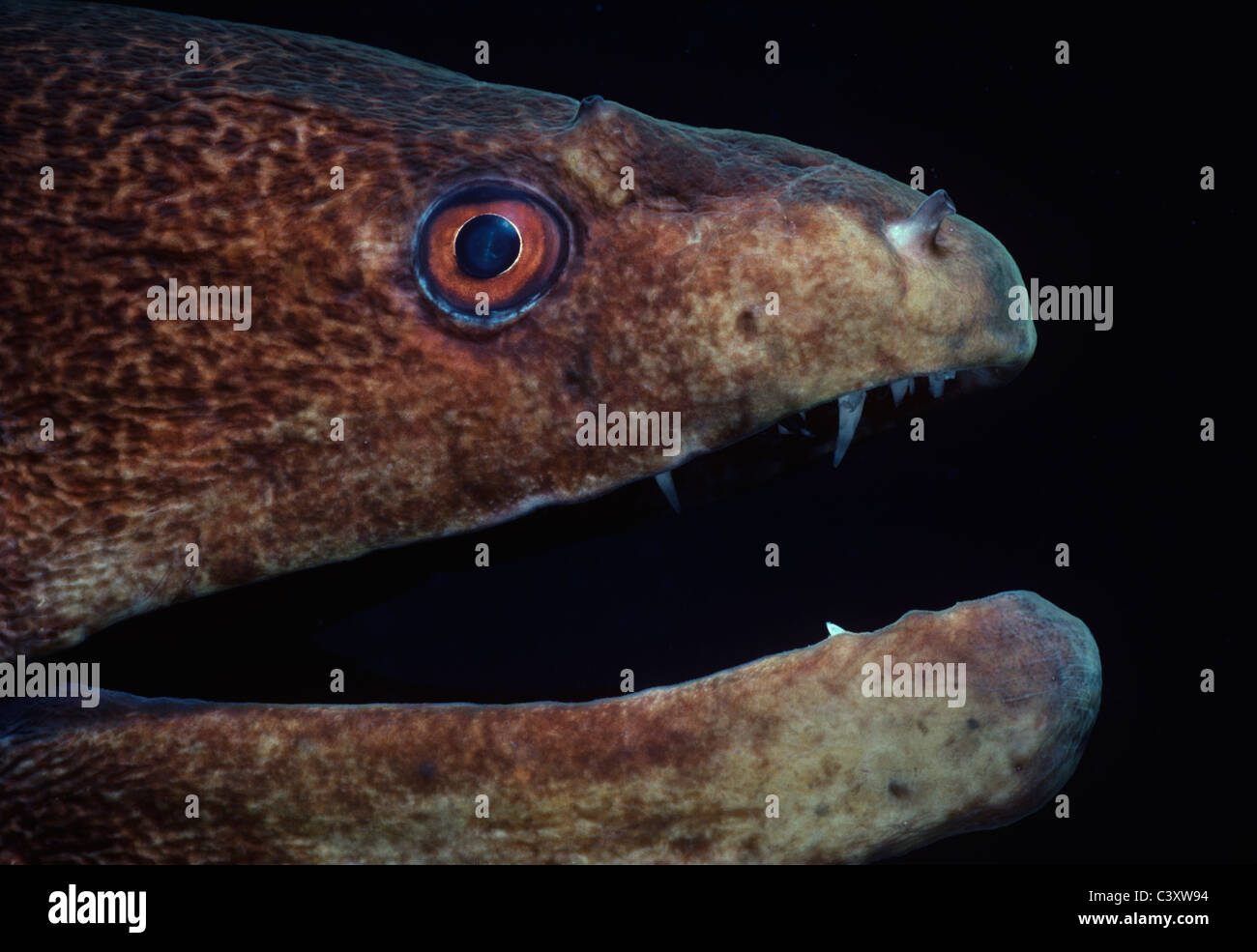 Giant Moray Eel (Gymnothorax javanicus) with its mouth naturally agape. Egypt, Red Sea. Stock Photo