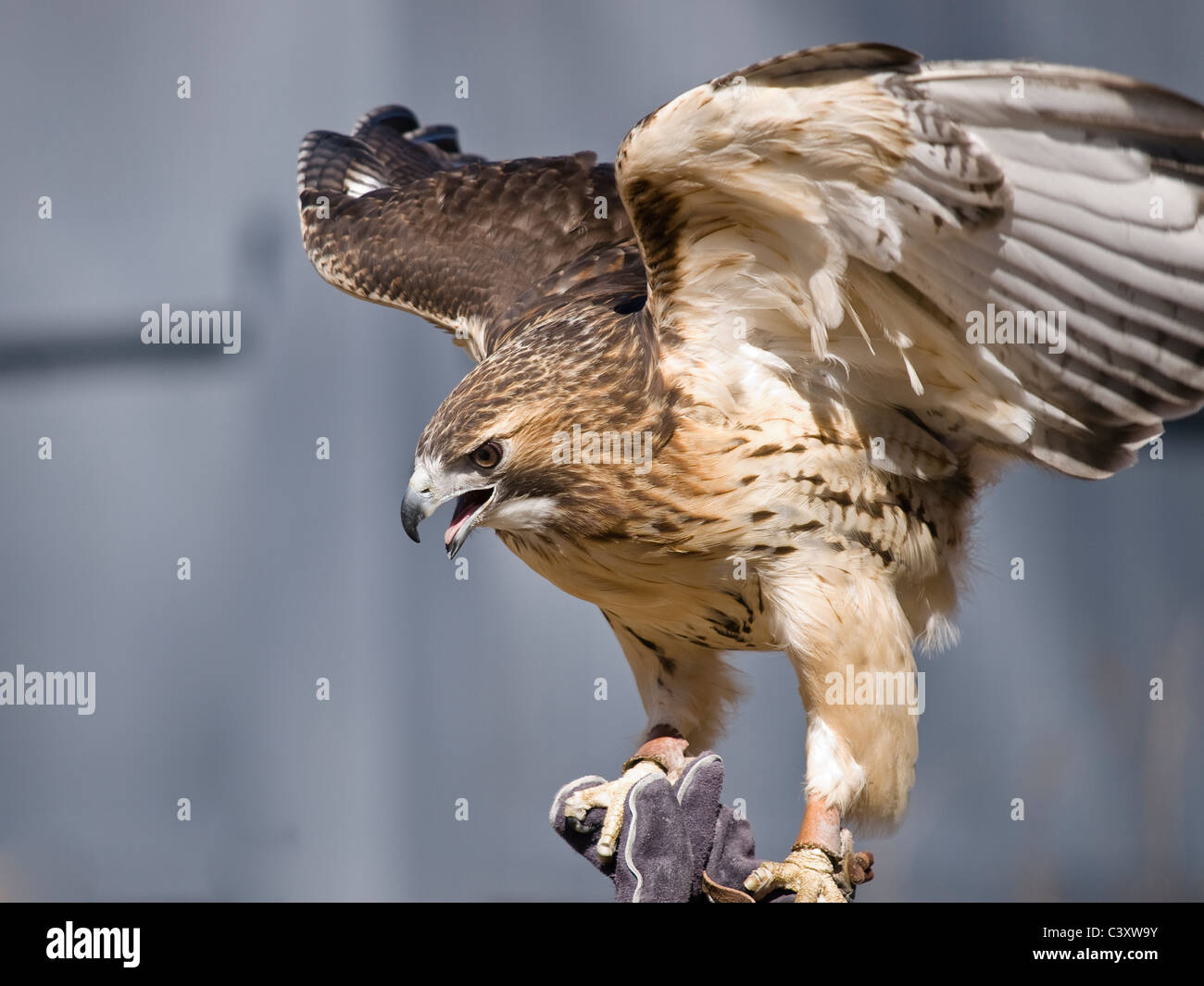 A Red Tail Hawk (Buteo jamaicensis) with jess on legs perched on a gloved  hand wings outstreatched Stock Photo - Alamy