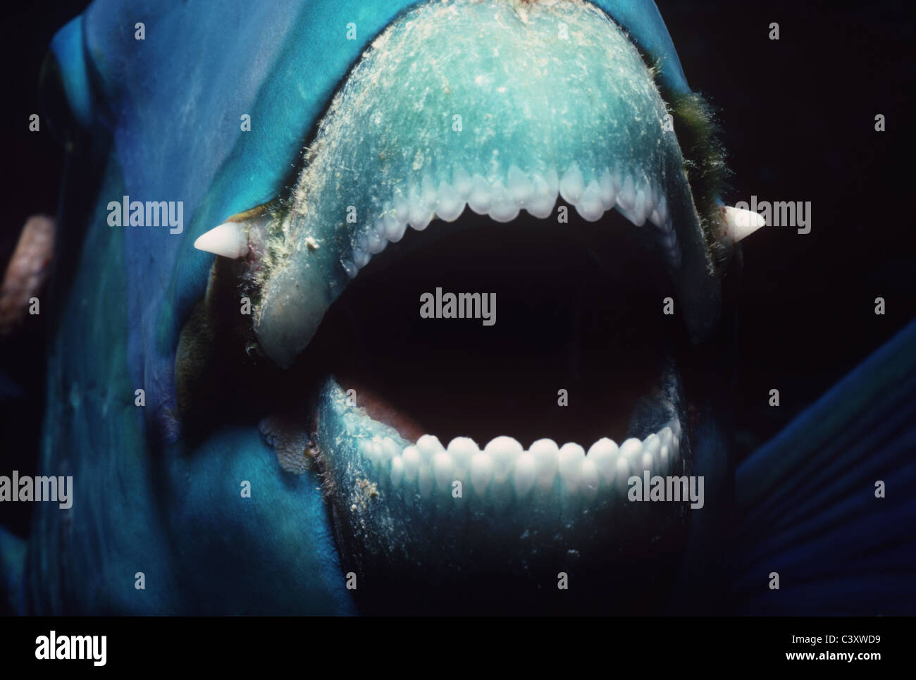 Mouth of a Steepheaded Parrotfish (Scarus gibbus). Egypt - Red Sea Stock Photo