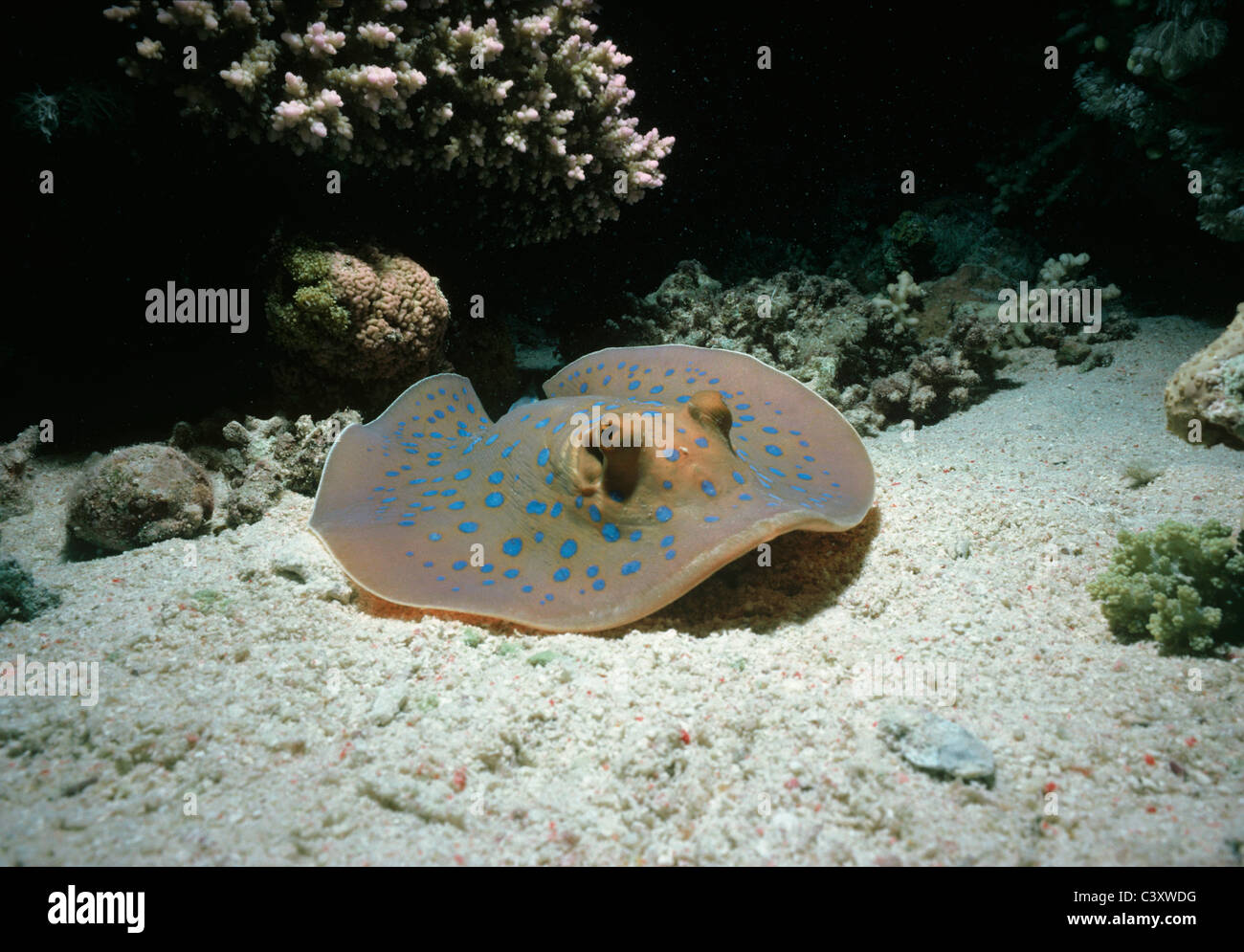 Poisonous Bluespotted Ribbontail Stingray (Taeniura lymma) rests on coral reef. Egypt, Red Sea. Stock Photo