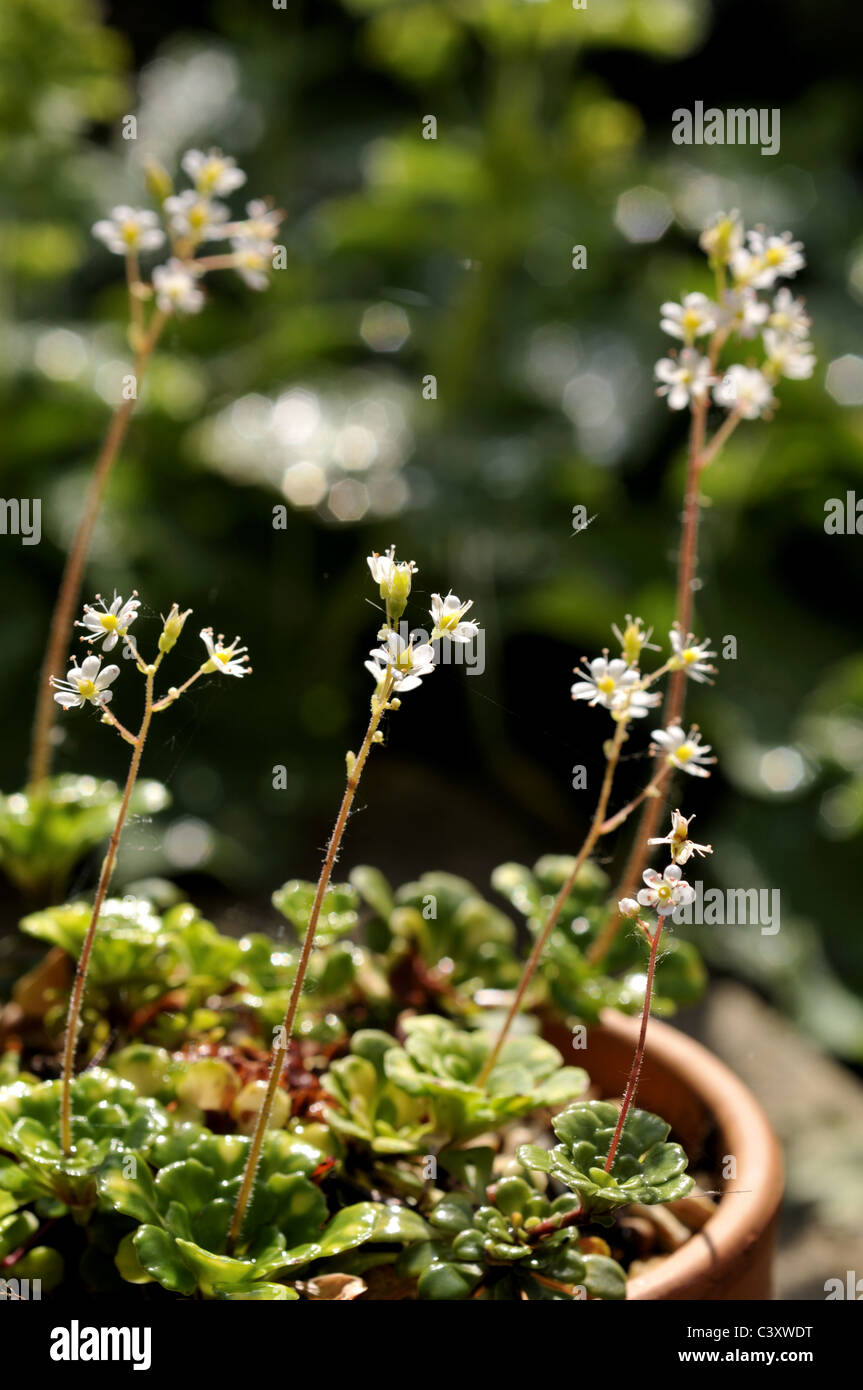 Sempervivum tectorum - Houseleek - spring flowers. Stock Photo