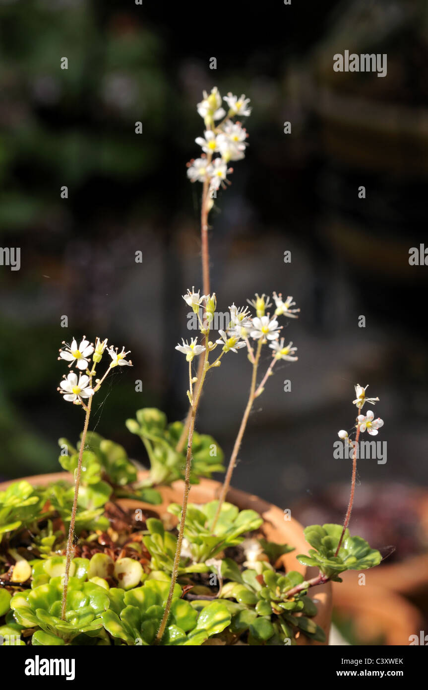 Sempervivum tectorum - Houseleek - spring flowers. Stock Photo