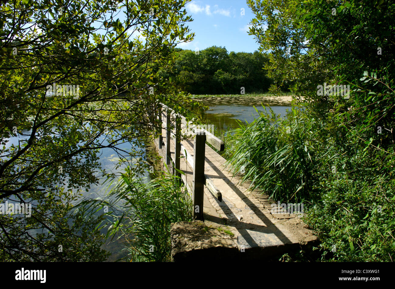 Bosherston Lily Ponds, Pembrokeshire, Wales Stock Photo