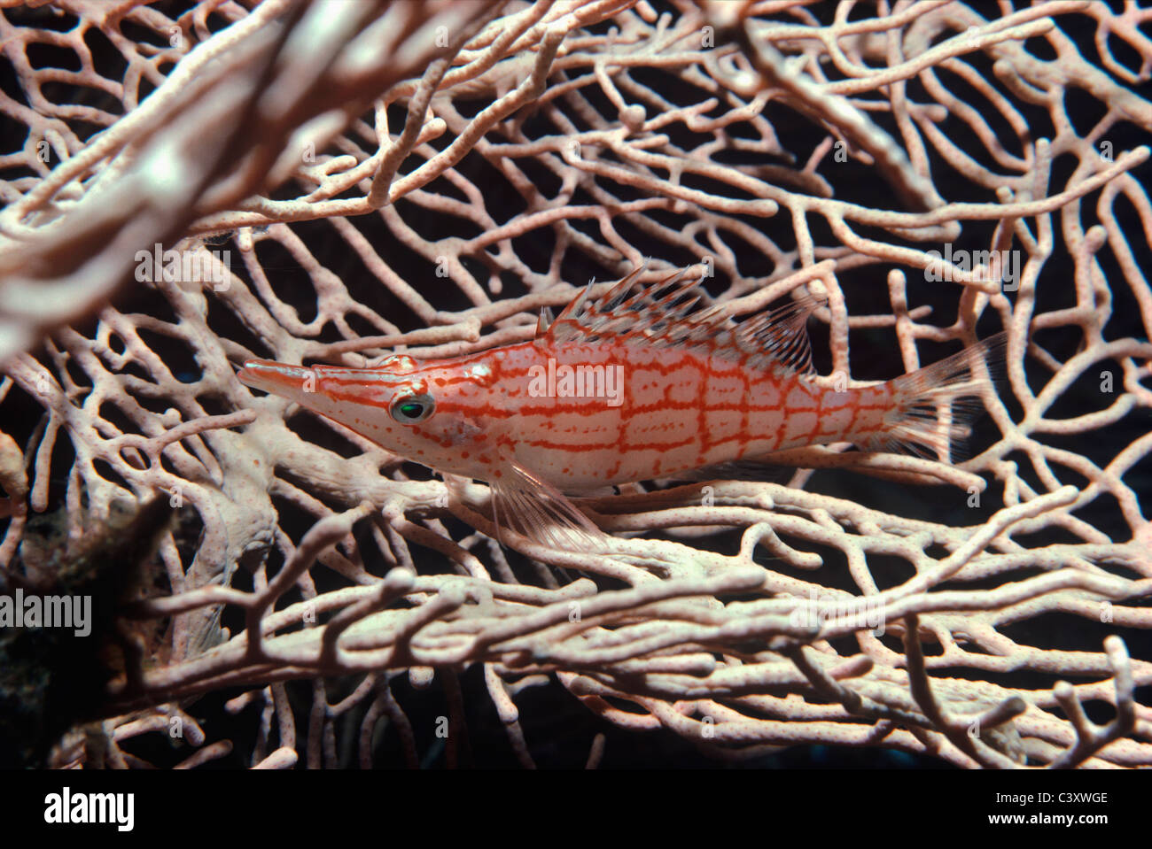 A Longnose Hawkfish (Oxycirrhitus typus) rets on Gorgonian Coral. Egypt, Red Sea Stock Photo