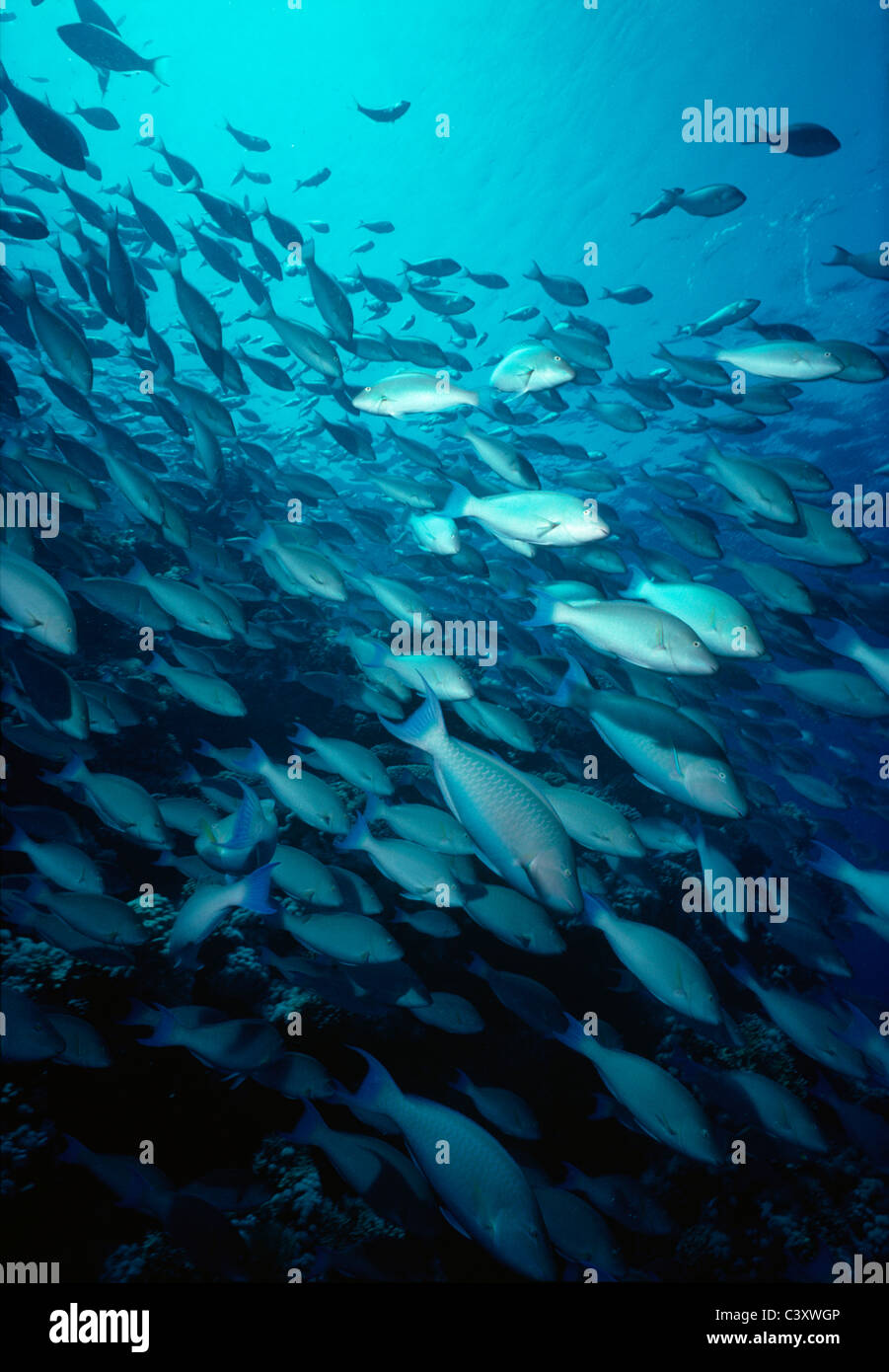 Parrotfish (scaridae) Schooling. Egypt, Red Sea. Stock Photo