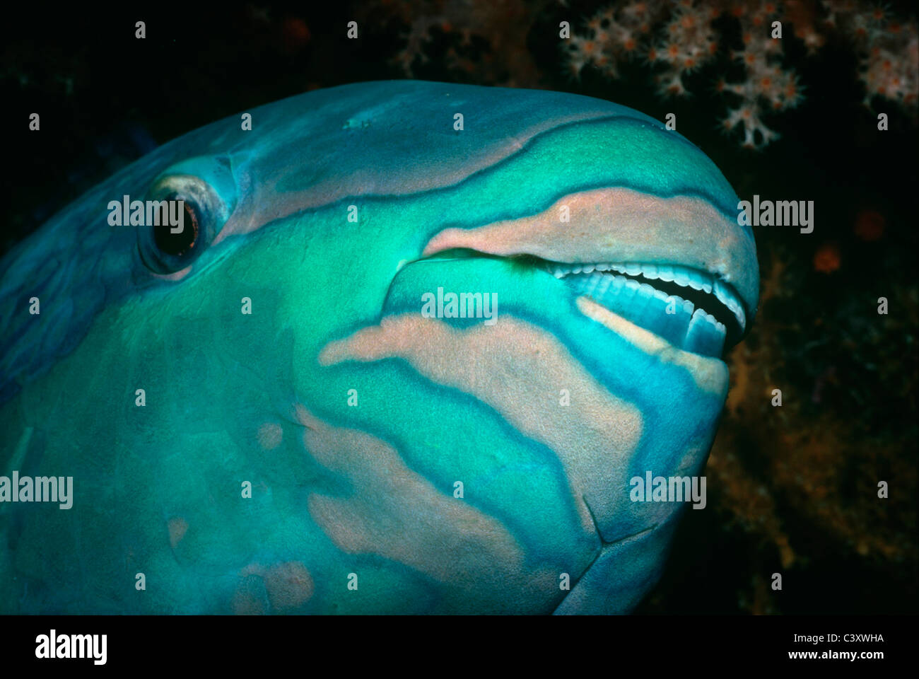 Face of Bridled Parrotfish (Scarus frenatus). Egypt, Red Sea. Stock Photo