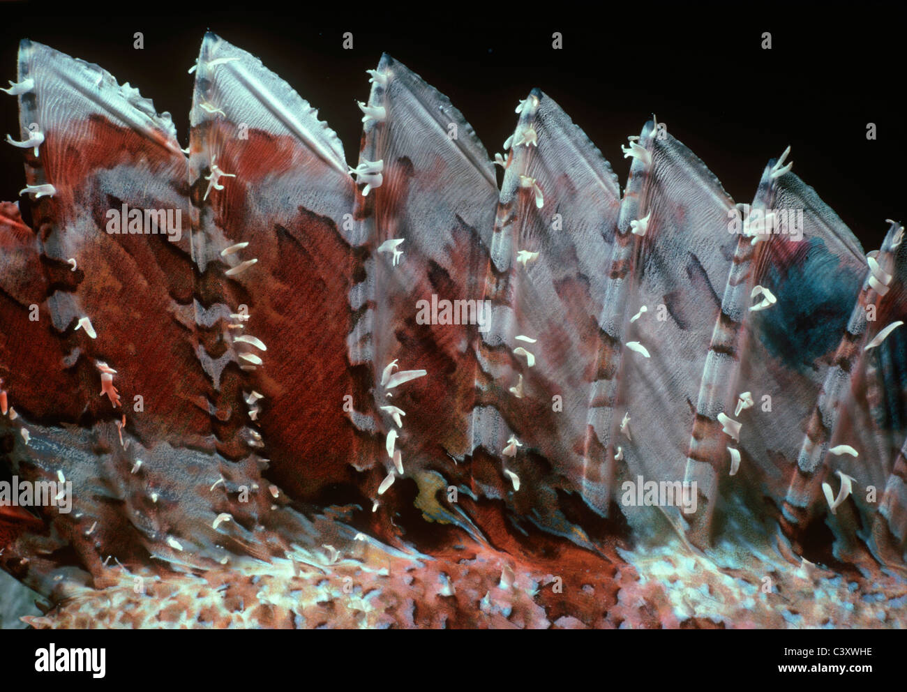 Poisonous dorsal spines of Tassled Scorpionfish (Scorpaenopsis oxycephalus). Egypt, Red Sea. Stock Photo